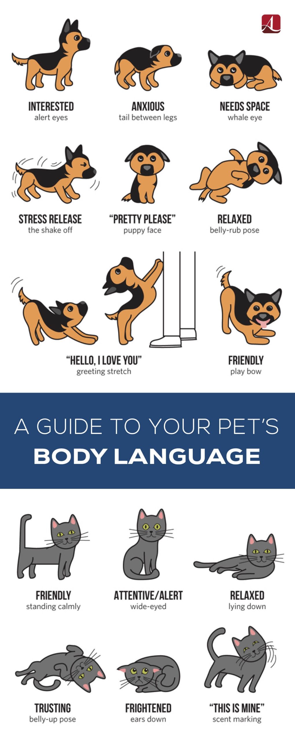 A Guide To Your Pet S Body Language American Lifestyle Magazine A Guide To Your Pet S Body Language American Lifestyle Magazine