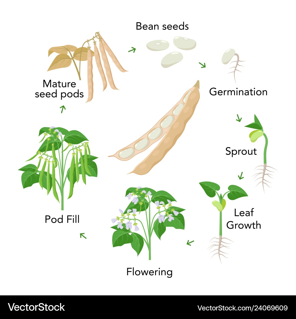 Dry Bean Growth Staging Guide Manitoba Pulse Soybean Growers