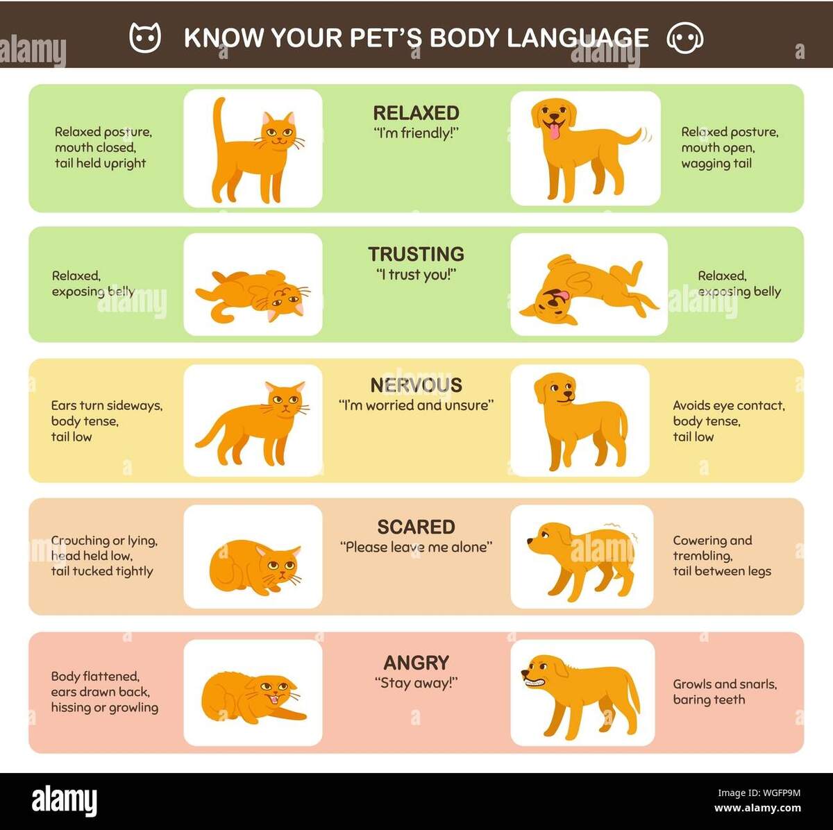 Cat And Dog Body Language Comparison Educational Infographic Chart Feline And Canine Emotions And Behavior Cute Cartoon Vector Illustration Printa Stock Vector Image Art Alamy A Guide To Your Pet S Body Language American Lifestyle Magazine