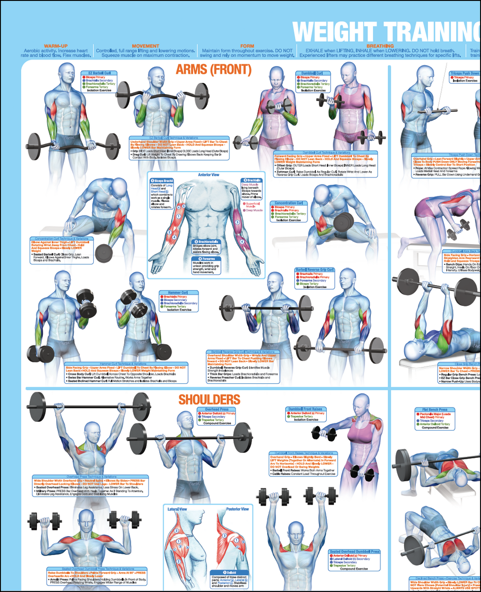 Chart Flat Bench Workouts Bench Press Women 039 S Weight Bench Exercises Flat Bench Workout