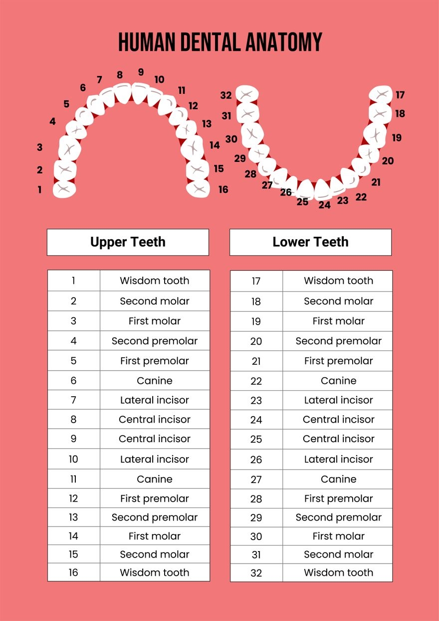General Dental Chart In Illustrator PDF Download Template