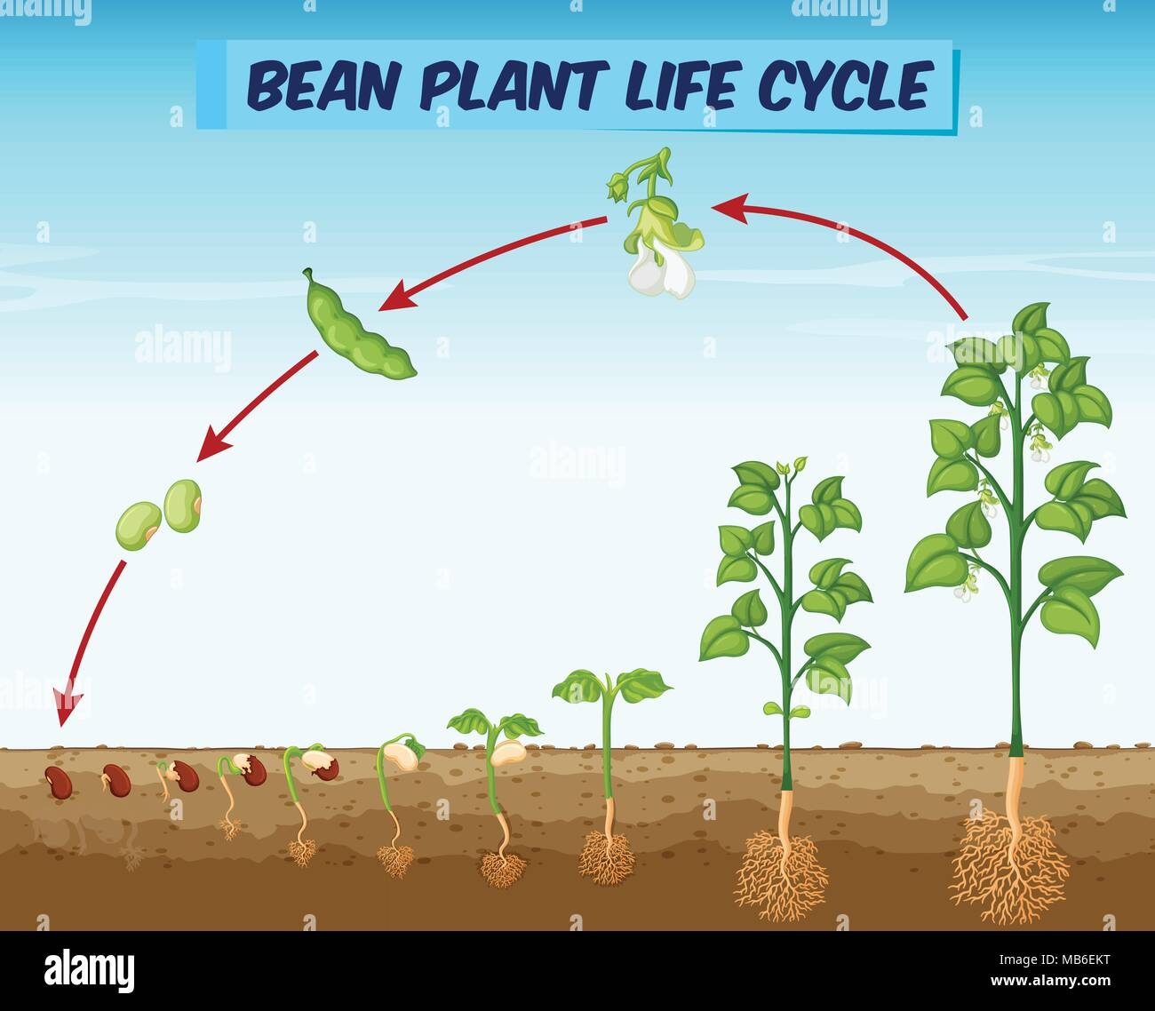 Diagram Showing Bean Plant Life Cycle Illustration Stock Vector Image Art Alamy