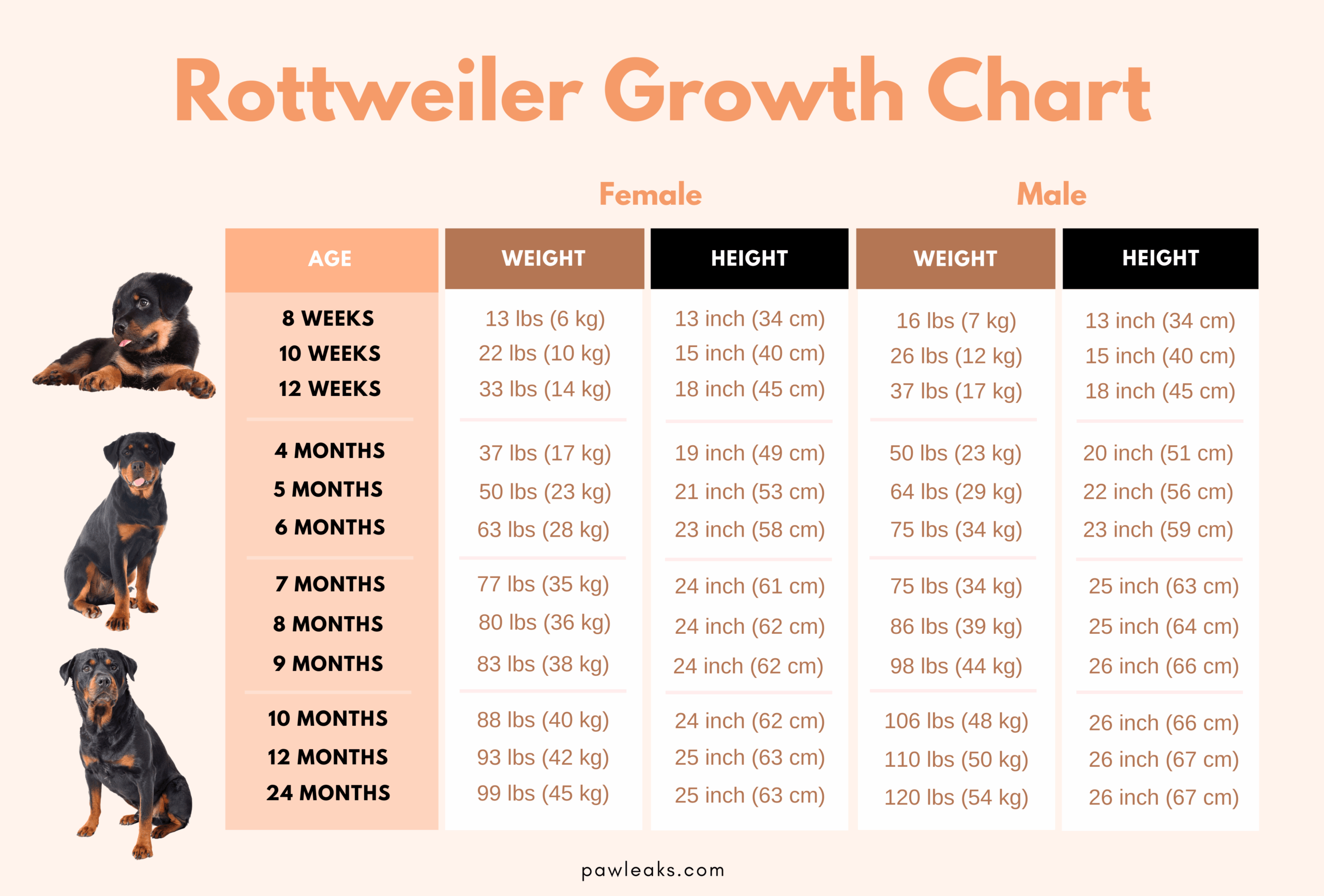 Dog Breed Largest Rottweiler Weight Month Dog Size Charts Month Old Giant Breed Puppy Growth Chart