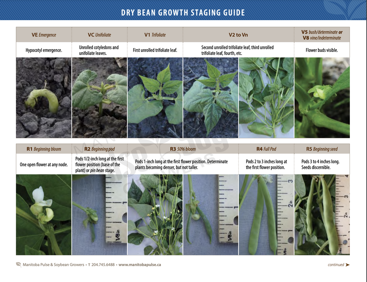 Dry Bean Growth Staging Guide Manitoba Pulse Soybean Growers
