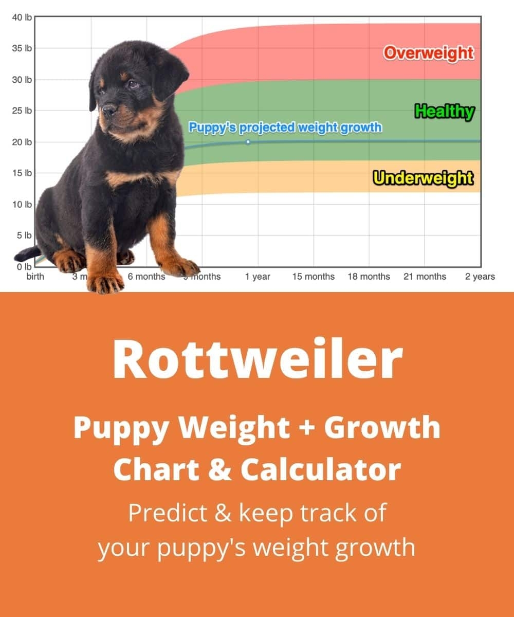 German Rottweiler Puppies Growth Chart 6 Month Rottweiler Rottweiler Weight Growth Chart 2025 How Heavy