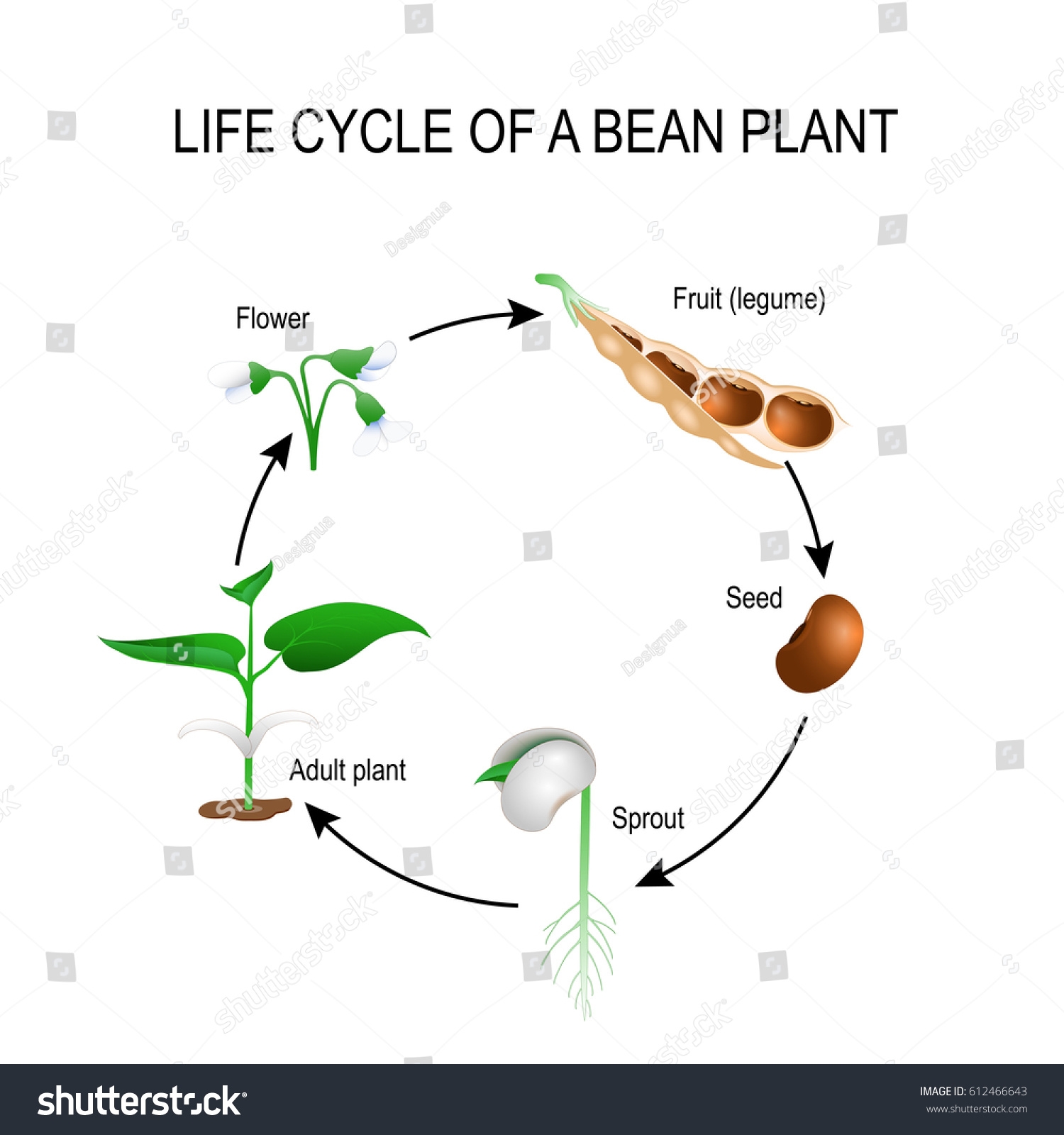 Life Cycle Bean Plant Stages Growing Stock Vector Royalty Free 612466643 Shutterstock