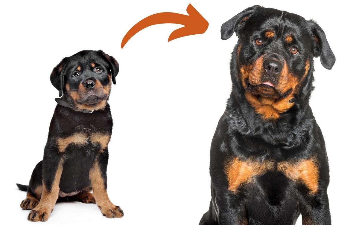 Old Rottweiler A Rottweiler Puppy Growth Chart Month Rottweiler Rottweiler Dog Size Sales