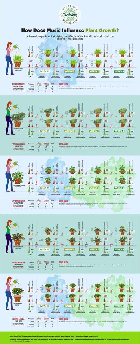Plant Experiment Classical Rock Music For Plants Growth Infographic Visualistan