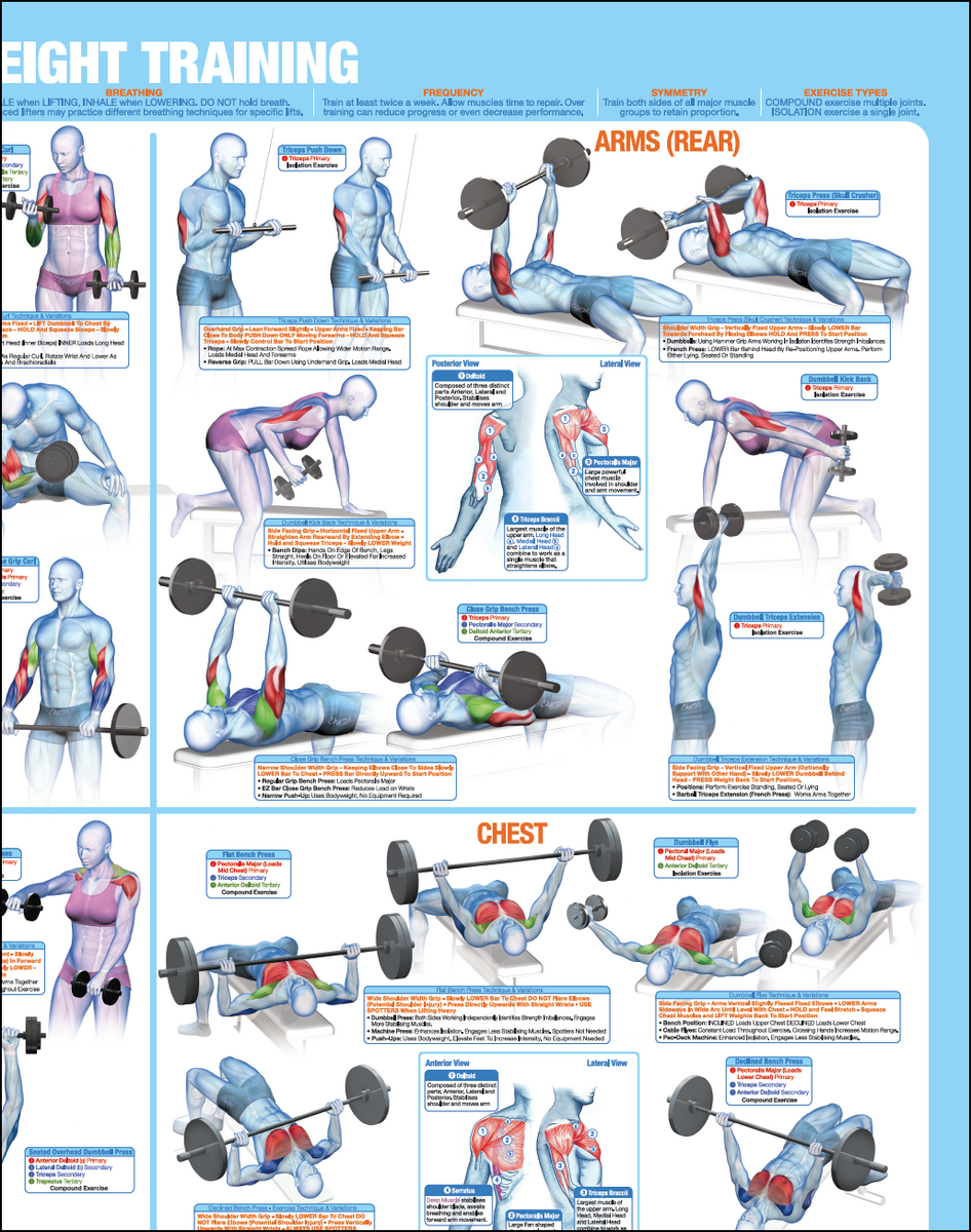 Printable Chest Strength Exercises 30 Dynamic Exercises Wall Chart Bodyblade