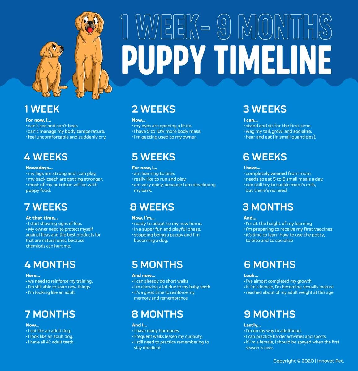 Puppy Growth Chart What Is Weeks In Dog Years Cheap How Long Is Two Weeks In Puppy Growth Chart What Is Weeks In Dog Years Cheap How Long Is Two Weeks In
