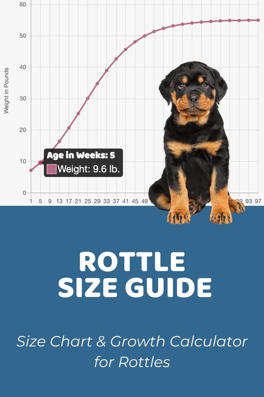 Rottweiler Growth 40 Days Rottweiler Puppy Growth Chart Week Old Rottweiler Puppy Clearance Rottweiler
