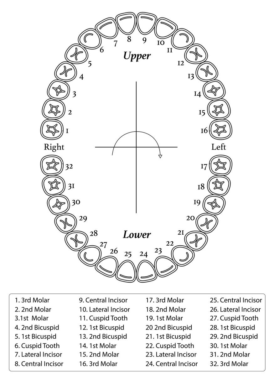 Tooth Chart Full Sheet 15 Free PDF Printables Printablee