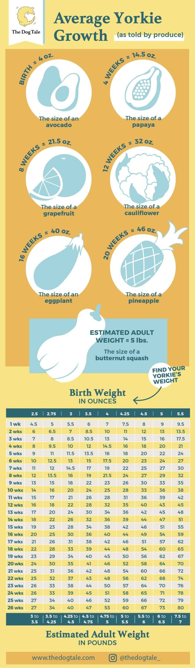 Yorkie Growth Chart How Big Will My Yorkie Get The Dog Tale