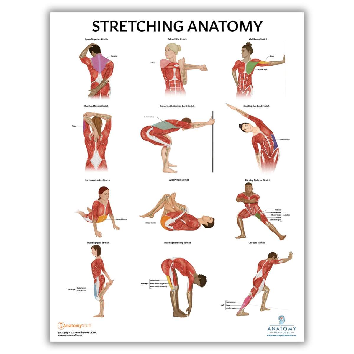 Amazon Anatomy Lab Stretching Anatomy Poster Laminated Exercise And Fitness Chart 17 3 X 22 5 Inches Educational Anatomy And Physiology Poster For Physical Education Workouts And Classroom Use Durable