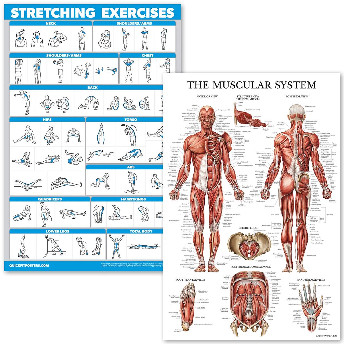 Amazon Anatomy Lab Stretching Anatomy Poster Laminated Exercise And Fitness Chart 17 3 X 22 5 Inches Educational Anatomy And Physiology Poster For Physical Education Workouts And Classroom Use Durable