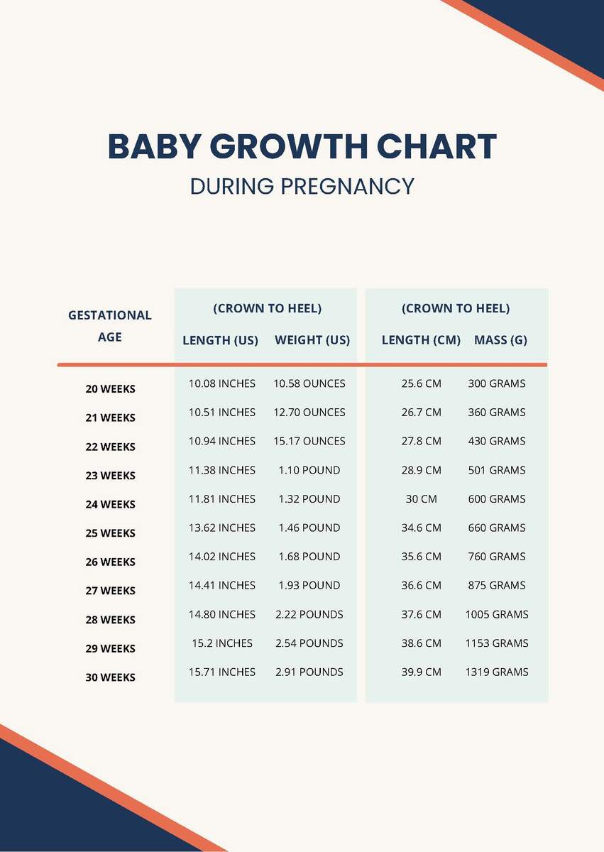 Baby Growth Chart During Pregnancy In PDF Download Template