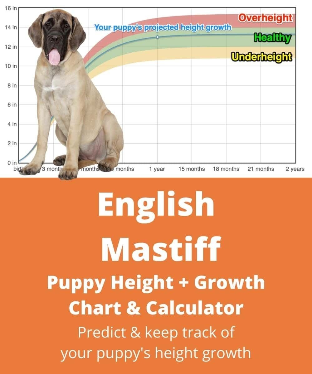 Best Average Size Of English Mastiff Online