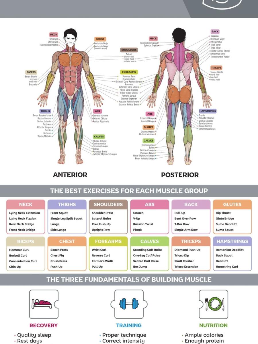 Body Parts Weight Lifting Chart For Beginners Parts Biceps Gym Body Parts Main Muscle Groups To Body Parts Weight Lifting Chart For Beginners Parts Biceps Gym Body Parts Main Muscle Groups To