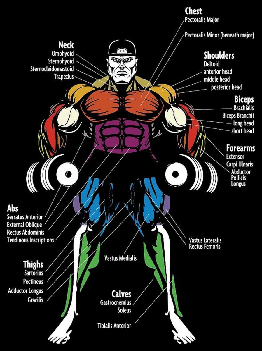Bodybuilding Gym Body Parts Name Body Anatomy Gym Muscle Names Workout Chart Gym All Body Parts Bodybuilding Gym Body Parts Name Body Anatomy Gym Muscle Names Workout Chart Gym All Body Parts