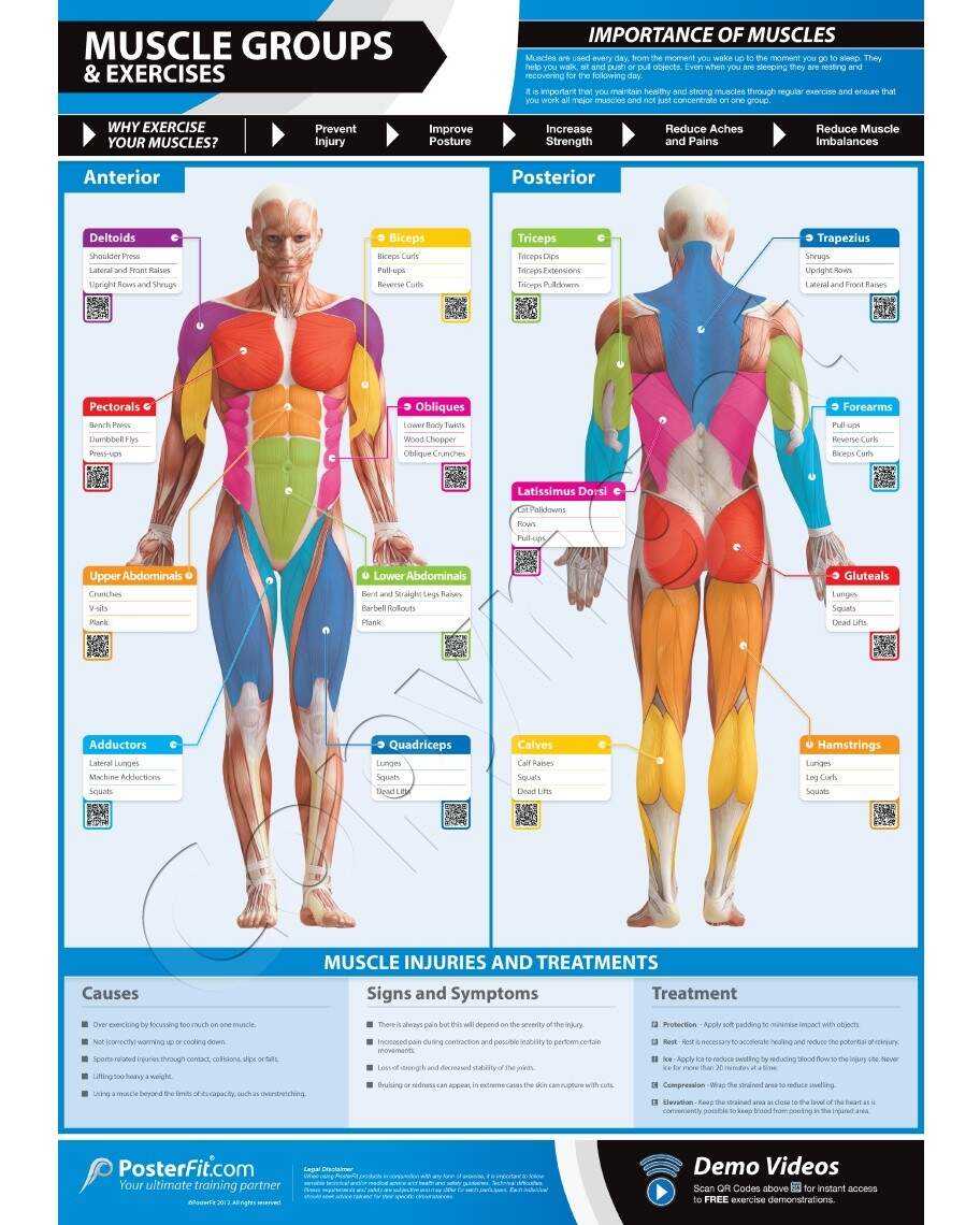 Muscle Groups And Exercises WALL CHART POSTER Muscle Groups And Exercises WALL CHART POSTER
