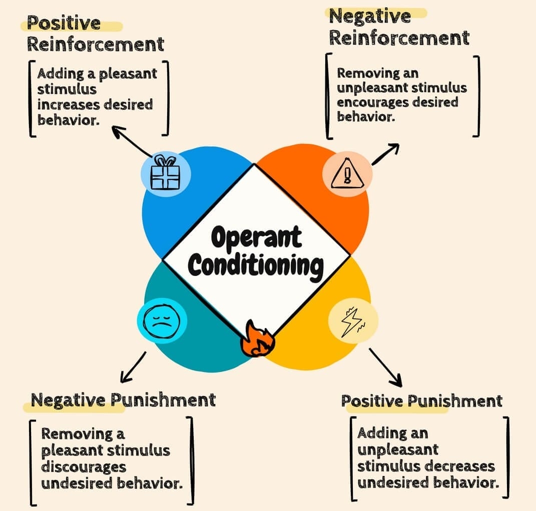 Operant Conditioning B F Skinner S Theory Examples