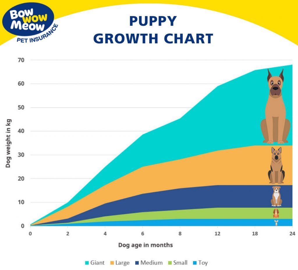 When Do Puppies Stop Growing A Puppy Growth Guide