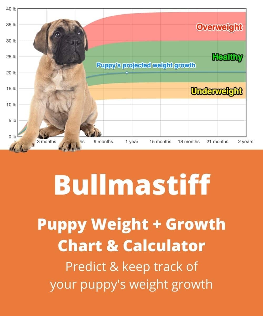 Weight Chart 12 Week Old English Mastiff Weight Chart Tibetan Mastiff Puppy Size Tibetan Mastiff English