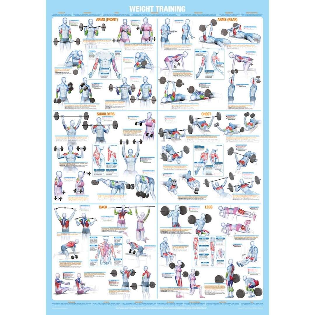 Workout Chart Back Weight Training Big Back Exercises With Db Bigger Lats Good Lat Workouts With