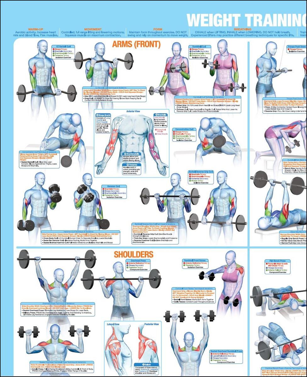 Weight Training Poster Full Body Workout Chart Etsy