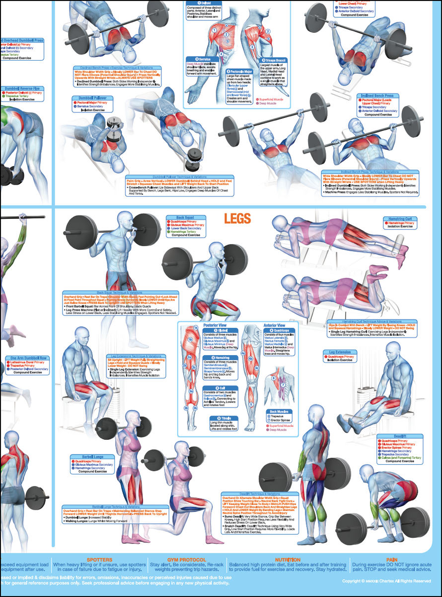 Workout Chart Back Weight Training Big Back Exercises With Db Bigger Lats Good Lat Workouts With
