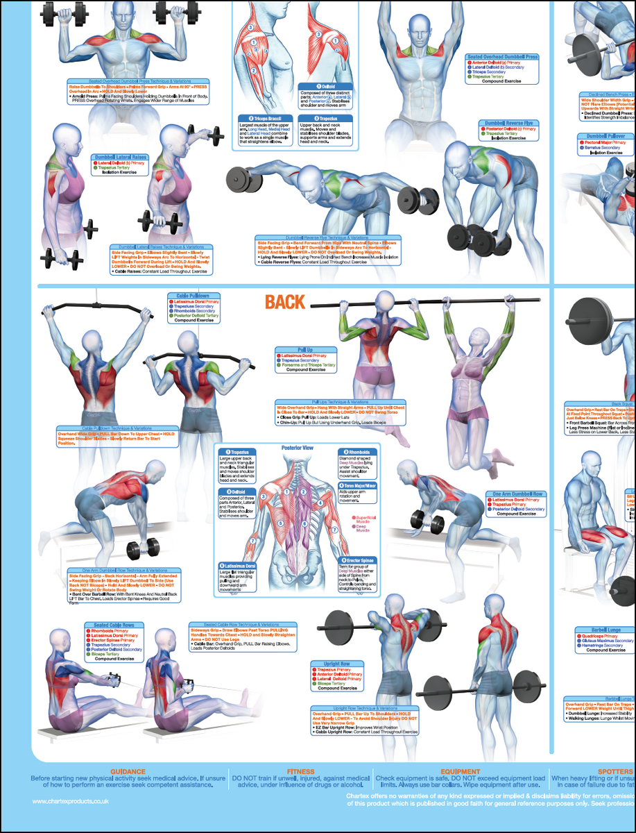 Workout Routine Total Gym Back Exercises Compound Workouts Total Gym Chart Of Exercises Exercise Chart